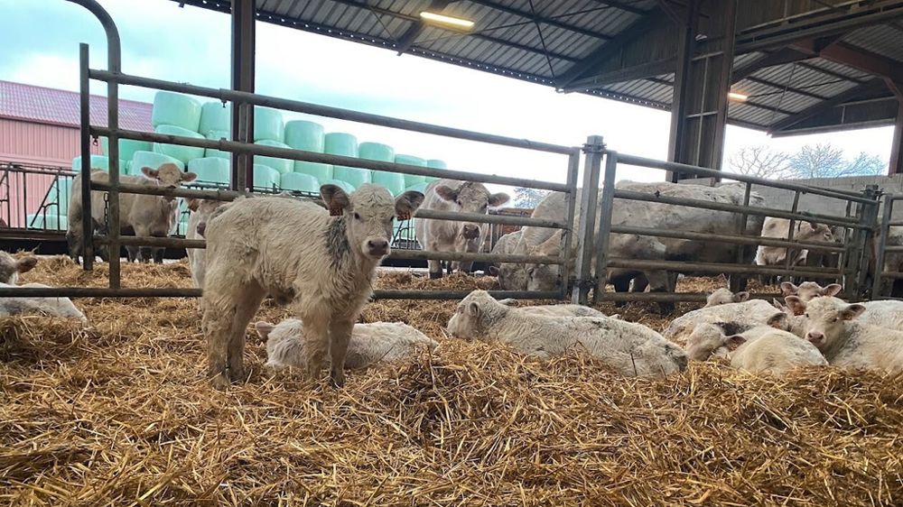 Veau charolais en bâtiment