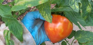 ToFBV(Tomato Fruit Blotch Virus) a été identifié en France en 2023. ToFBV(Tomato Fruit Blotch Virus) a été identifié en France en 2023.