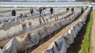 Les producteurs d'asperges allemands se sentent particulièrement vulnérables face à une hausse du Smic.