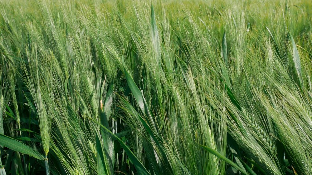Cette variété de blé tendre d’hiver, assez tardive, est adaptée au nord et au centre de la France.