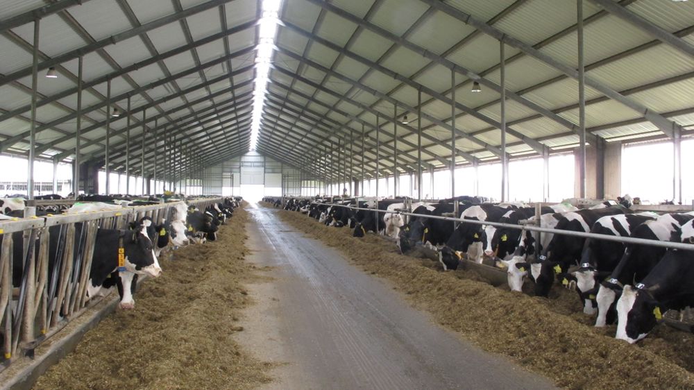 Vaches holsteins au cornadis