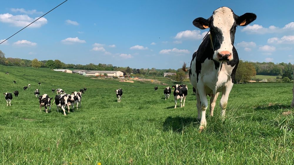 Mieux vaut bien identifier les parasites des bovins pour élaborer un plan de gestion (qui s'accompagnera ou non d'un traitement).