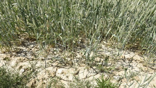 Le printemps 2025 a battu plusieurs records climatiques au Royaume-Uni, où ces conditions affectent déjà les agriculteurs et les réserves d'eau. Le printemps 2025 a battu plusieurs records climatiques au Royaume-Uni, où ces conditions affectent déjà les agriculteurs et les réserves d'eau.