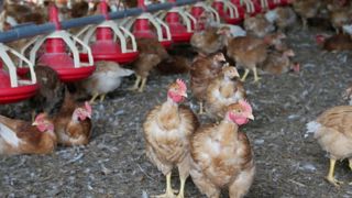 L’étude repose sur les données de 63 élevages de dindes, poulets et canards en France et aux Pays-Bas.
