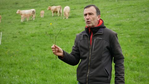 Lionel Jager, agrologue et formateur, fait le diagnostic d'une prairie. Il montre ici une renoncule bulbeuse qui indique « des sols équilibrés si elle n'est pas dominante ; un tassement du sol si elle est très présente ».