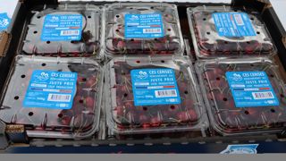 Les premières palettes de cerises C'est qui le patron, à 4,98 €/500 g (dont 2 € reversés aux producteurs) ont quitté la coopérative Sicoly le 3 juin 2025.
