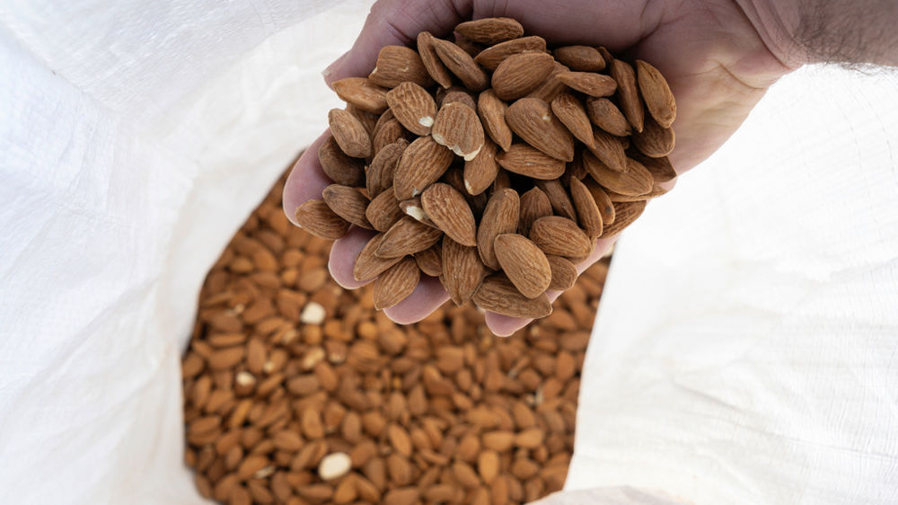 Amandes de Provence, récolte 2024 à La Lieutenante, dans la plaine de la Crau.