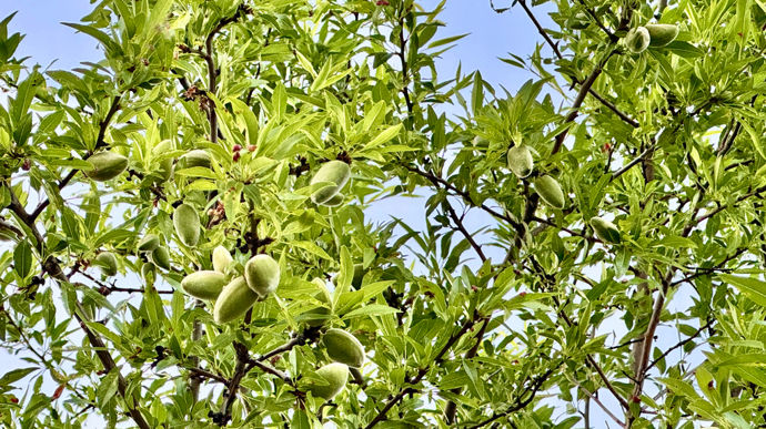 Amandes bio françaises : « Réconcilier l’esthétique des paysages et la viabilité économique » (3/3) - Dossiers