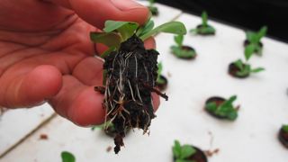 Lisianthus en aéroponie à la station horticole d’Hyères (83).