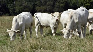 La journée portes ouvertes à la ferme expérimentale de Jalogny (Saône-et-Loire) a souligné les atouts des systèmes herbagers allaitants, bovins et ovins, dans la transition bas carbone. (photo d'illustration) La journée portes ouvertes à la ferme expérimentale de Jalogny (Saône-et-Loire) a souligné les atouts des systèmes herbagers allaitants, bovins et ovins, dans la transition bas carbone. (photo d'illustration)