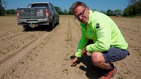 Cédric est convaincu des bienfaits du semis de maïs en quinconce en termes de rendement, qu'il estime supérieur de 5 à 10 %.