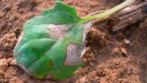 Le site MyVar recense les variétés TPS et leur type de résistance connue au phoma.