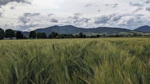 Frédérique Kempf fait pousser du blé dur depuis 2018 sur son exploitation, à Ebersheim.