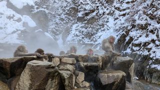 Les singes des neiges se baignent dans les sources chaudes l’hiver pour se réchauffer. Les singes des neiges se baignent dans les sources chaudes l’hiver pour se réchauffer.