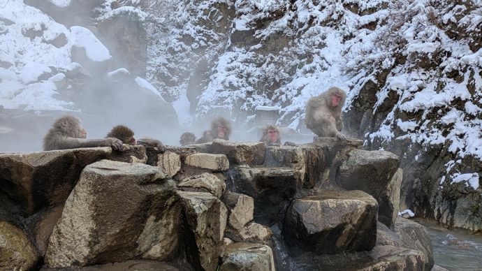 Singe des neiges du japon Banque de photographies et d’images à haute