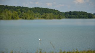 La grande aigrette, d’une envergure allant jusqu’à 1,70 m, est l’un des oiseaux les plus majestueux aperçus sur ce lac.