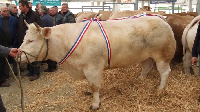 Vaches gagnantes du championnat genisse de Bressuire 2013