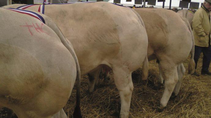 Concours bovins Tonnay Boutonne 2013