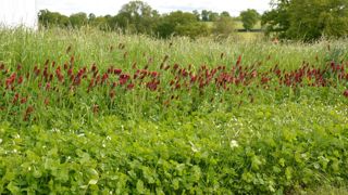 Au delà du multi-espèce, les chercheurs ont voulu tester l'intérêt du multi-variété sur prairie. Au delà du multi-espèce, les chercheurs ont voulu tester l'intérêt du multi-variété sur prairie.