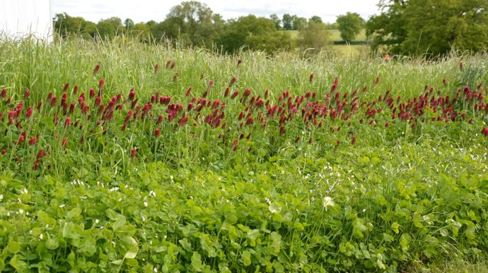 Au delà du multi-espèce, les chercheurs ont voulu tester l'intérêt du multi-variété sur prairie.