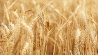 Bien choisir ses semences agricoles pour optimiser sa stratégie fourragère