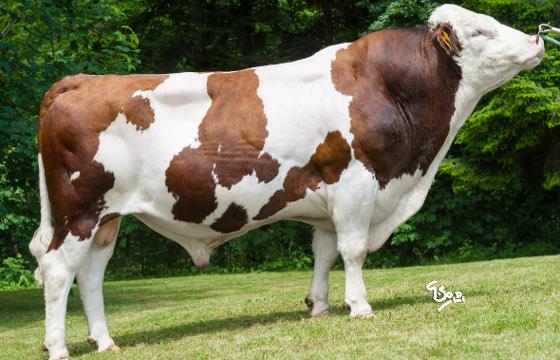 Crasat Umotest montbéliard