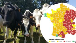 Anticipez les fortes chaleurs avec la carte de stress thermique de Web-agri !