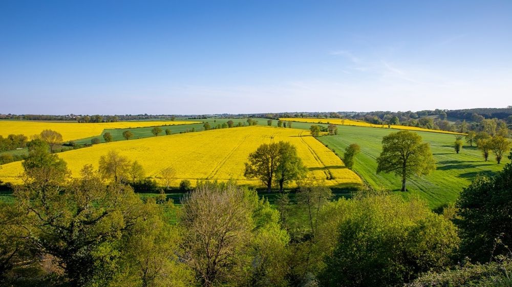 Champ au printemps