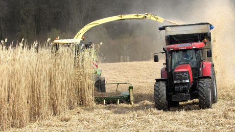 Le débouché local va offrir une rentabilité au miscanthus, estime le président de l'interprofession nouvellement créée. Le débouché local va offrir une rentabilité au miscanthus, estime le président de l'interprofession nouvellement créée.