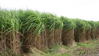 L'interprofession française du miscanthus vise un budget d'environ 100 000 euros.