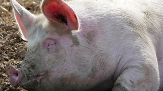 Dans un premier temps, l’obligation d'étiquetage ne concerne que la viande de porc fraîche et non transformée. Elle doit ensuite s’étendre à d’autres productions. Dans un premier temps, l’obligation d'étiquetage ne concerne que la viande de porc fraîche et non transformée. Elle doit ensuite s’étendre à d’autres productions.