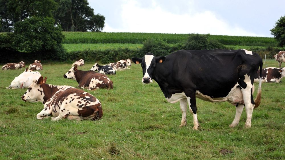 Vaches laitières au pâturage