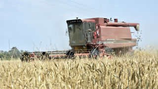 À l'approche des moissons, 147 millions de tonnes de blé sont attendues en Europe en 2025, en hausse par rapport à 2024.