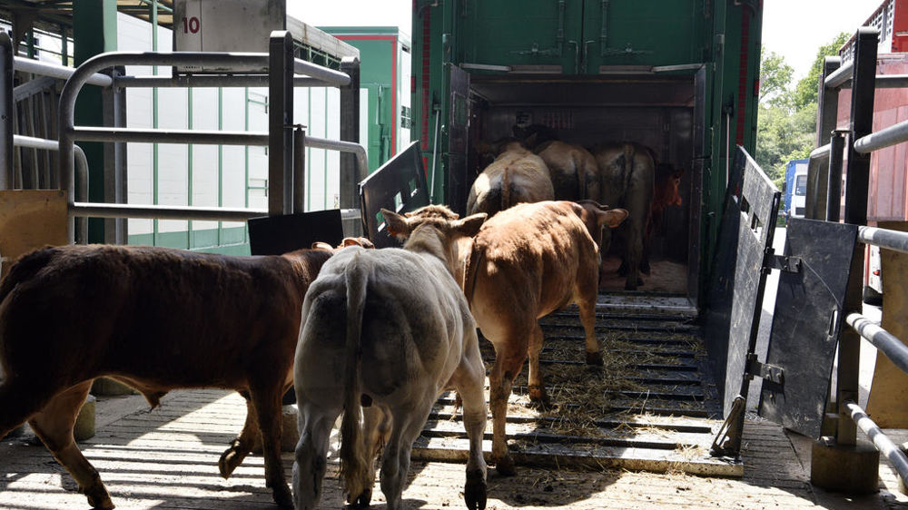 En cas de vigilance orange canicule, les transports d'animaux sont interdits entre 13h et 18h.