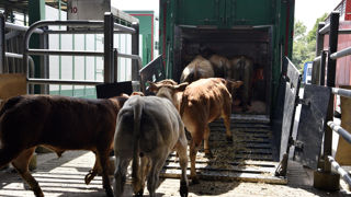 En cas de vigilance orange canicule, les transports d'animaux sont interdits entre 13 et 18 heures. En cas de vigilance orange canicule, les transports d'animaux sont interdits entre 13 et 18 heures.