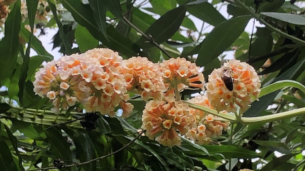 Quoi produire pour mieux s’adapter dans un contexte de dérèglement climatique ? Durant le congrès Verdir, Yves Darricau abordera les choix variétaux. Parmi ses plantes favorites : Buddleia de Weyer à longue floraison nectarifère. Quoi produire pour mieux s’adapter dans un contexte de dérèglement climatique ? Durant le congrès Verdir, Yves Darricau abordera les choix variétaux. Parmi ses plantes favorites : Buddleia de Weyer à longue floraison nectarifère.