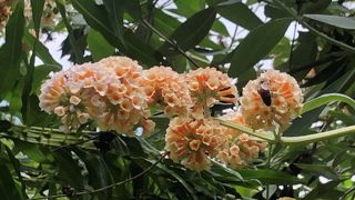 Quoi produire pour mieux s’adapter dans un contexte de dérèglement climatique ? Durant le congrès Verdir, Yves Darricau abordera les choix variétaux. Parmi ses plantes favorites : Buddleia de Weyer à longue floraison nectarifère. Quoi produire pour mieux s’adapter dans un contexte de dérèglement climatique ? Durant le congrès Verdir, Yves Darricau abordera les choix variétaux. Parmi ses plantes favorites : Buddleia de Weyer à longue floraison nectarifère.