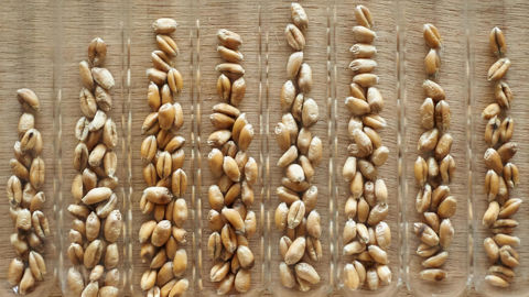 « Répéter à l’envi l’absence de résultats est une insulte pour le personnel de l’Inrae », écrivent des chercheurs de l'institut public à la FNSEA, dans une lettre du 6 juin 2025.