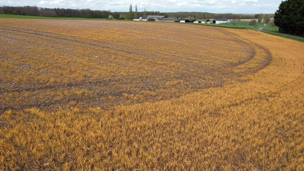 Des chercheurs de l'institut Ramazzini, auteur d'une nouvelle étude publiée le 13 juin 2025 dans la revue Environmental health, estiment que celle-ci montre « des preuves suffisantes de cancérogénicité [du glyphosate] ».