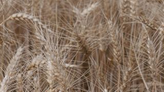 Selon le Coceral, la production de blé tendre atteindrait 143,1 millions de tonnes dans l'Union européenne et au Royaume-Uni, contre 126,3 en 2024.