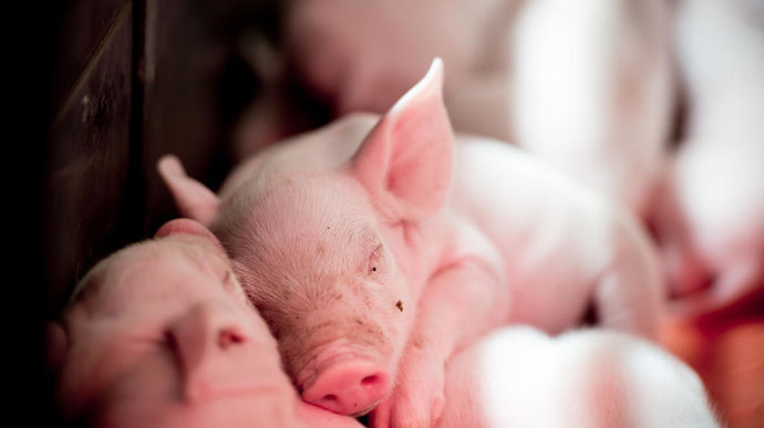 La FNP sonne l’alerte face à la menace de la peste porcine africaine