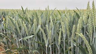 En France, les notations des cultures par FranceAgriMer se dégradent. En France, les notations des cultures par FranceAgriMer se dégradent.