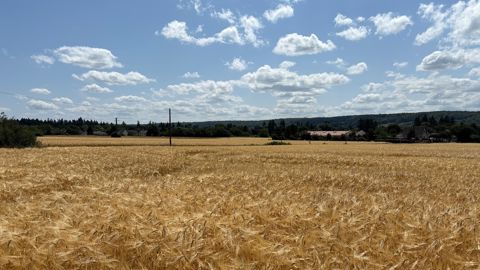 Avec l'avancée des récoltes, Agreste met à jour ses estimations de rendements en orge pour la moisson 2025.