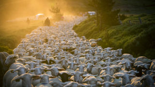 La transhumance d'un troupeau demande une préparation des animaux et des démarches administratives. La transhumance d'un troupeau demande une préparation des animaux et des démarches administratives.