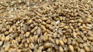 Les stocks de blé bio en fin de campagne de 2024-2025 sont estimés à 77 600 tonnes par FranceAgriMer, en baisse de 42 % sur un an.