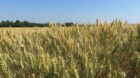 Depuis 1980, la production agricole française est tirée par les productions végétales et les services agricoles. Depuis 1980, la production agricole française est tirée par les productions végétales et les services agricoles.