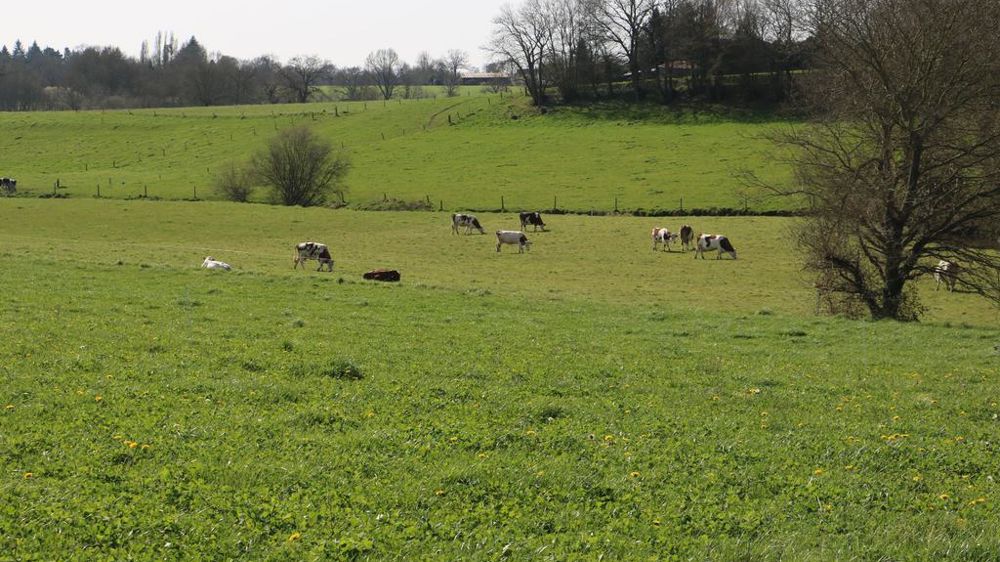 terres agricoles en Bretagne avec vaches laitières pâturant