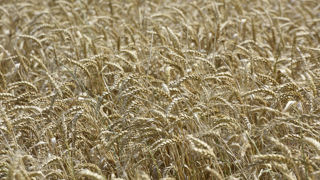 En blé, l'approche des premières récoltes devrait permettre de rassurer sur les qualités, alors que les cours du blé sont en hausse sur les marchés.