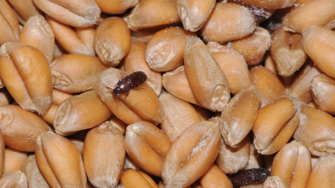 La nouvelle formation d'Asfona s'adresse à tous les OS, coopératives ou négoces, pour les guider dans la mise en place d'une stratégie de stockage des grains sans insecte ni insecticide.