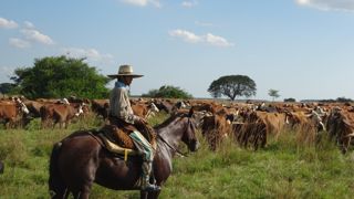 Paris et Rome appellent à « un meilleur équilibre » de l’accord commercial entre l’Union européenne et les pays du Mercosur pour protéger les agriculteurs européens. Paris et Rome appellent à « un meilleur équilibre » de l’accord commercial entre l’Union européenne et les pays du Mercosur pour protéger les agriculteurs européens.